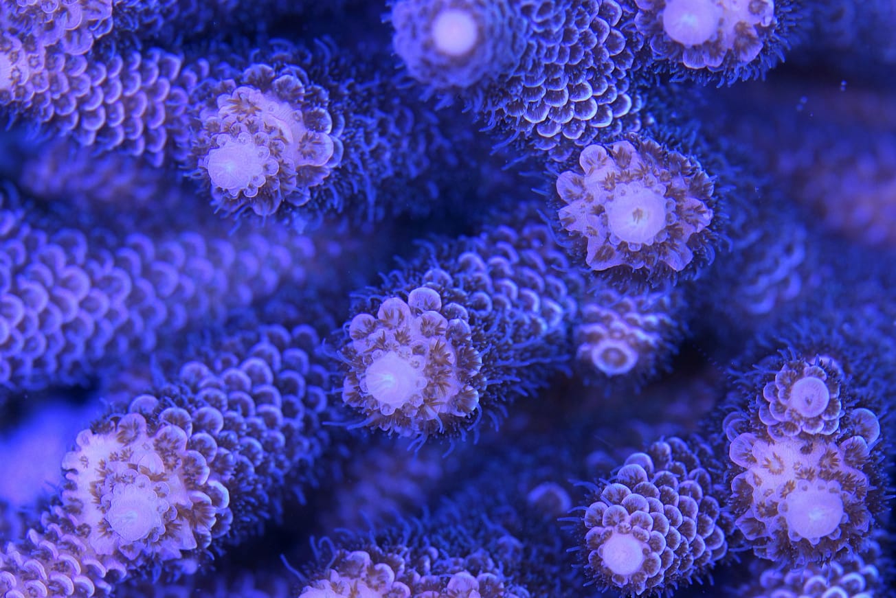 Against General Intelligence